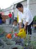 Watering home grown tomatoes